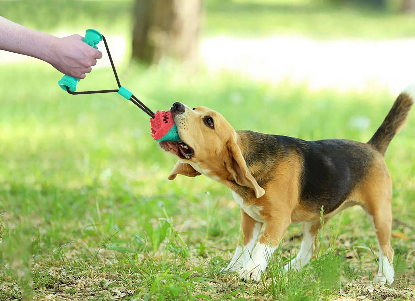 pull rope toy training ball