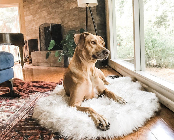 Luxury Dog Bed