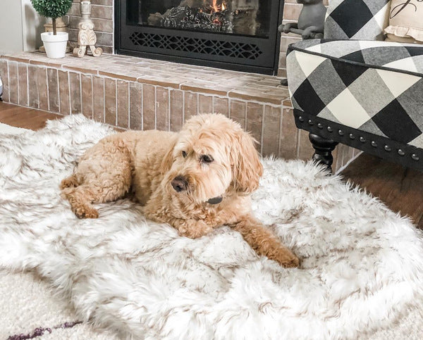 Luxury Dog Bed