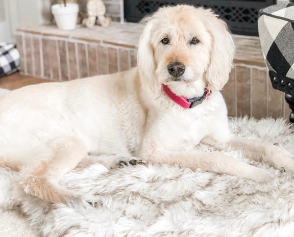 Luxury Dog Bed