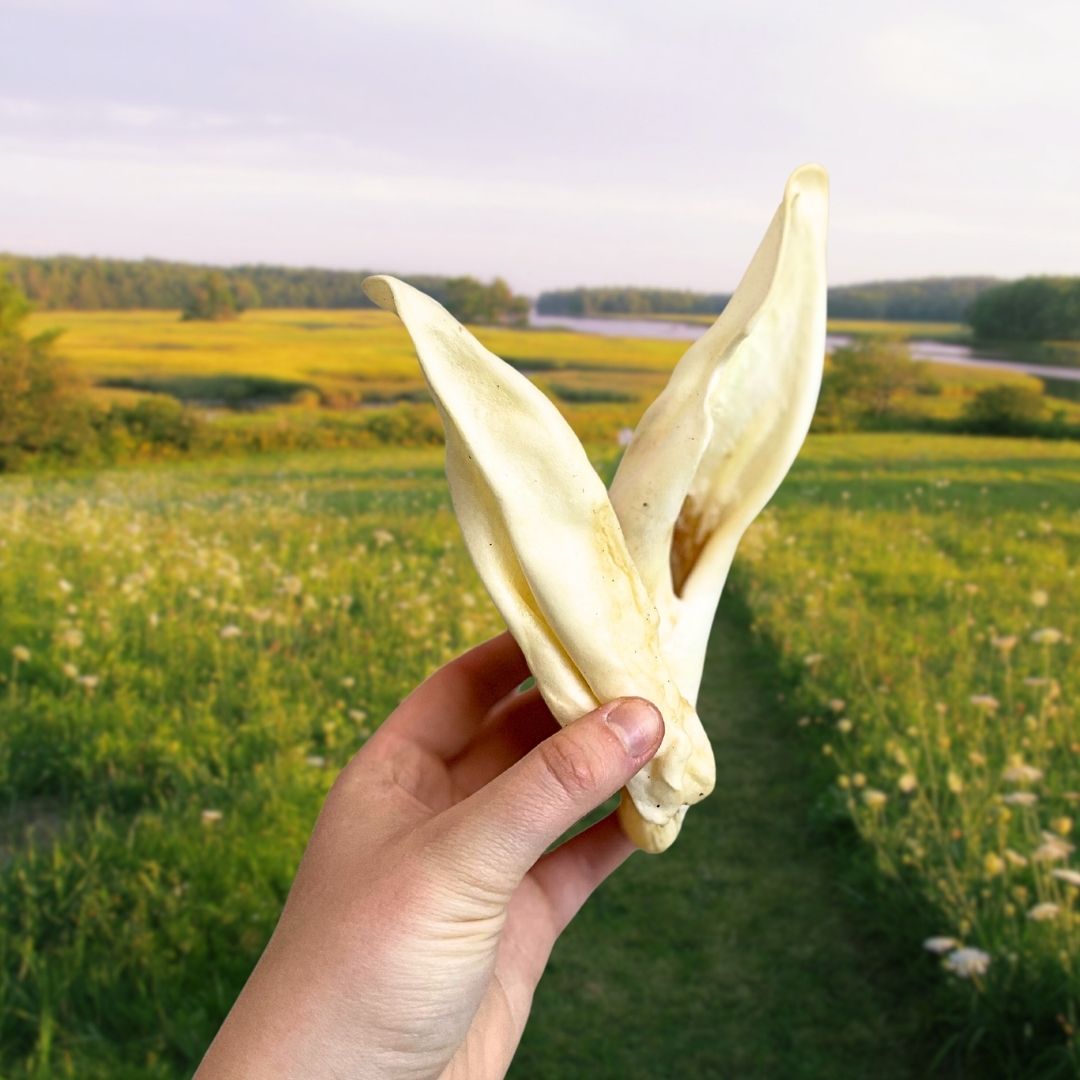 Lamb Ears 100% Natural Dog Treat
