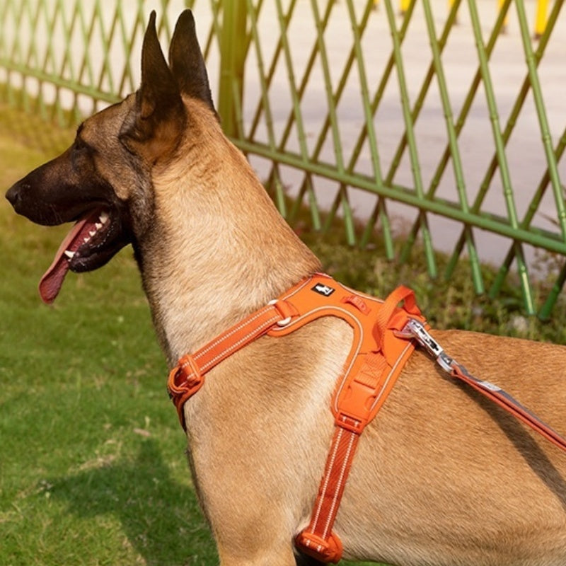 Orange Dog harness - cordura