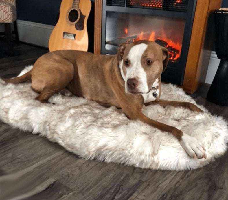 Luxury Dog Bed