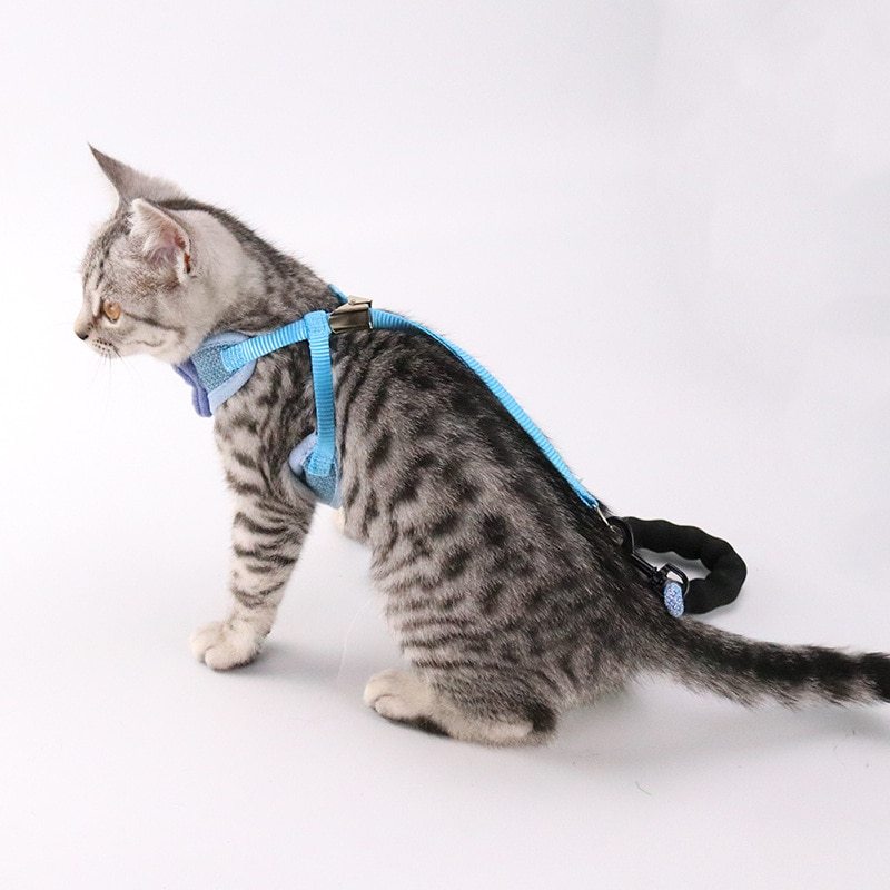 Cat Harness & Leash