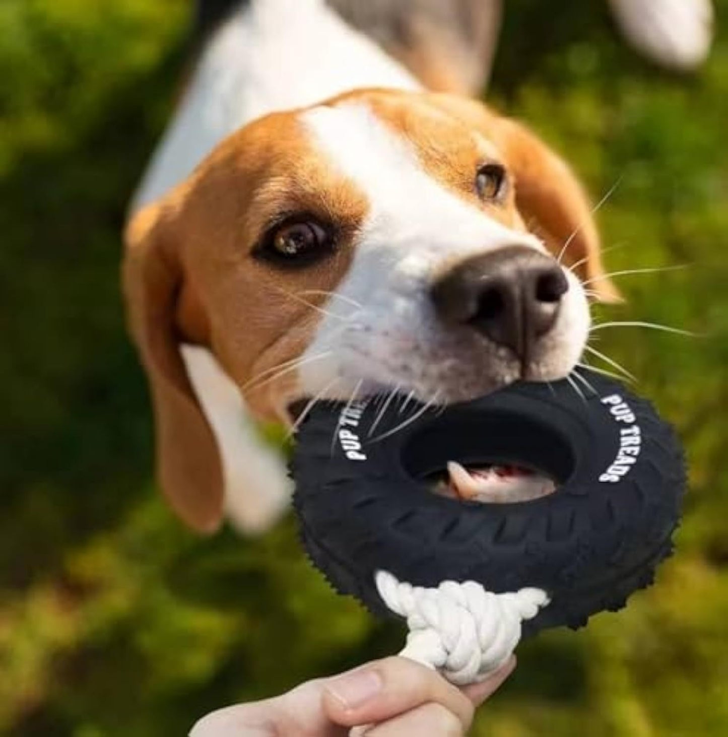 Durable Dog Toys For Aggressive Chewers