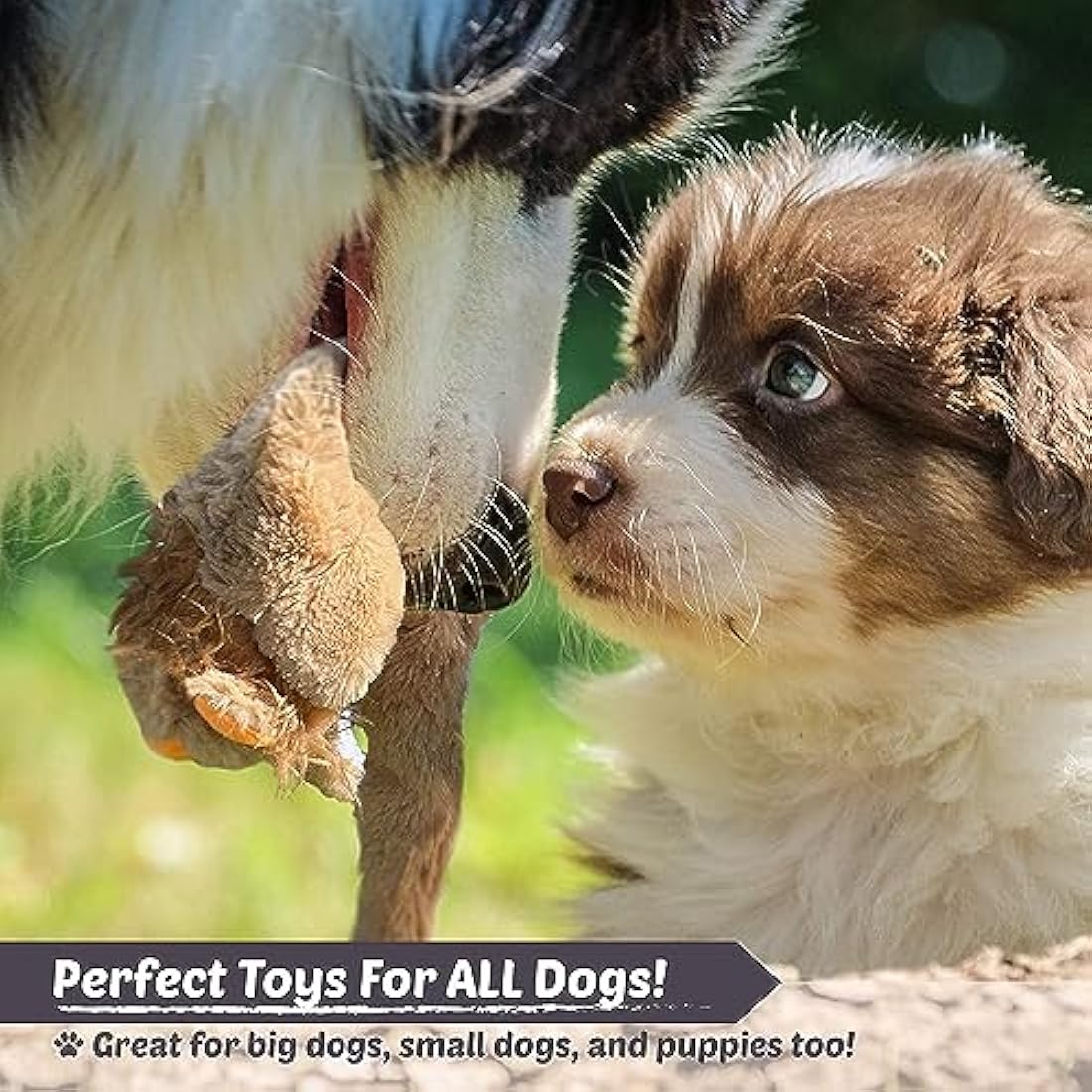 Newthinking No Stuffing Dog Toys 5 Pack, Durable Plush Squeaky Dog Toys Indestructible for Large Medium Small Dogs