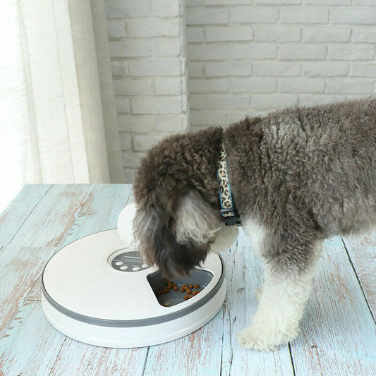 Automatic 6 Meal Timed Pet Feeder