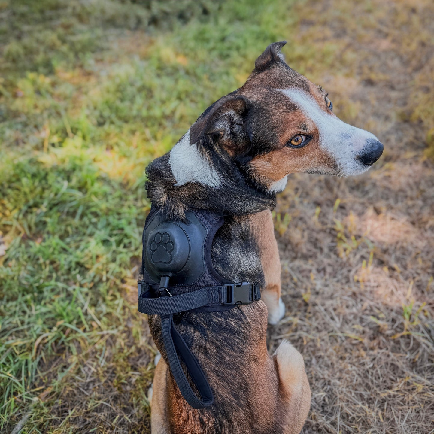 Click & Go™ Harness - Auto-Locking Built-in Lead
