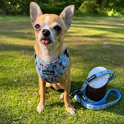 Blue Chihuahua Print Exclusive Lead by My Chi and Me