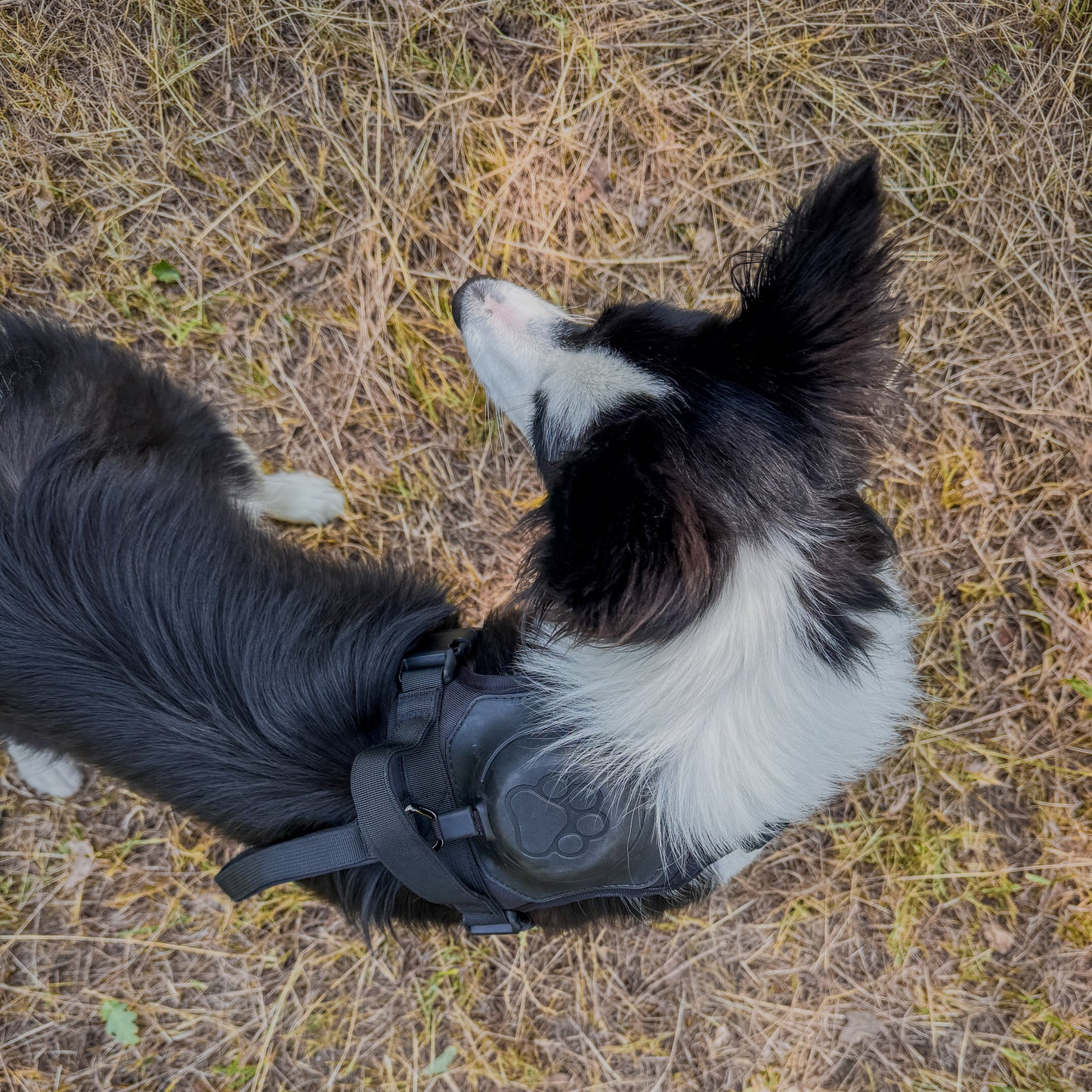 Click & Go™ Harness - Auto-Locking Built-in Lead