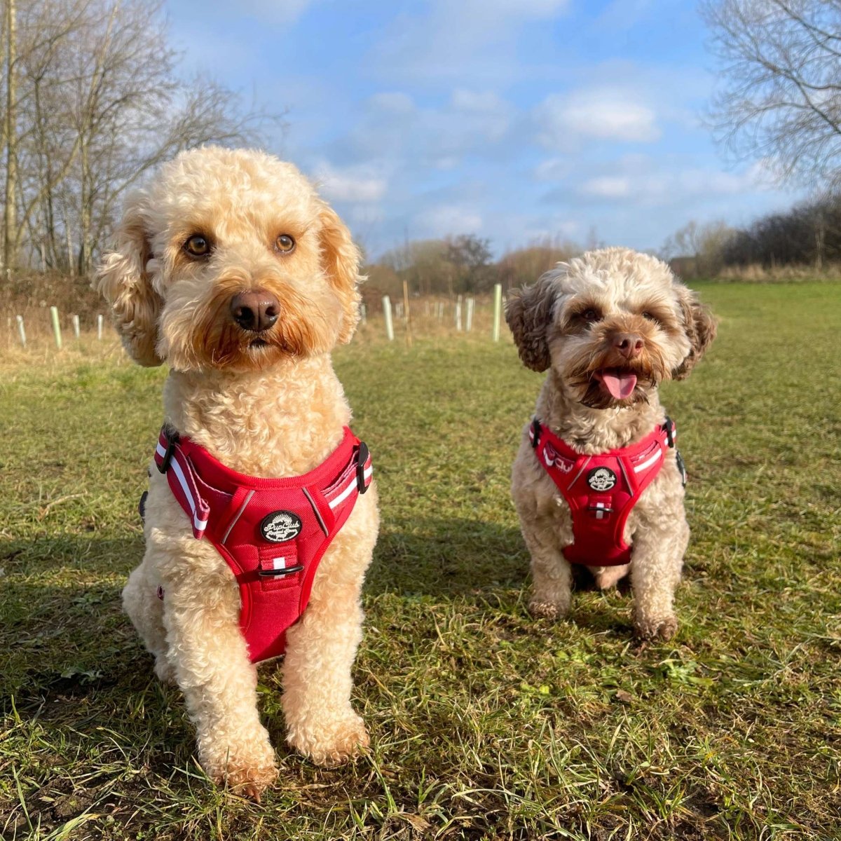 Rugged Rover™ Harness - Berry Red