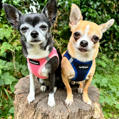 Tiny Trails Step In Air Mesh Puppy and Small Dog Harness Pink