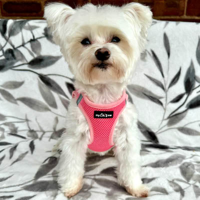 Tiny Trails Step In Air Mesh Puppy and Small Dog Harness Pink
