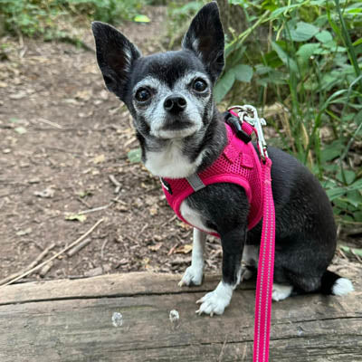 Tiny Trails Reflective 15mm Webbing Lead with Neoprene Handle Lining Hot Pink