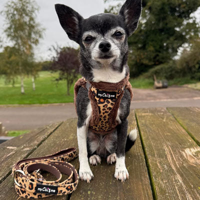 Tiny Trails Luxury Leopard  Lead