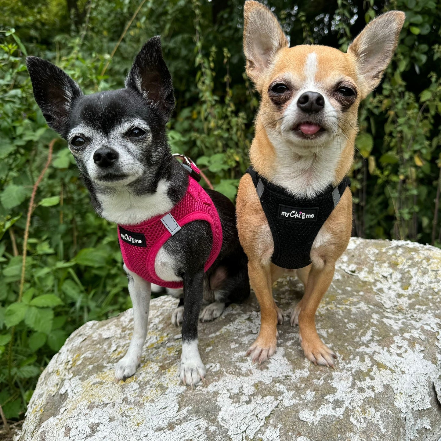 Tiny Trails Step In Air Mesh Puppy and Small Dog Harness Hot Pink