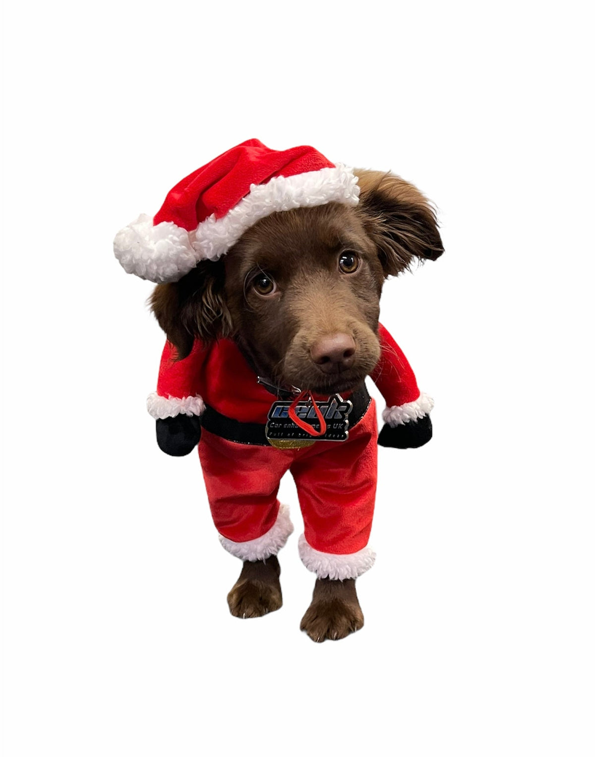 Festive Fudge Dog Air Freshener – Christmas Edition | CEUK