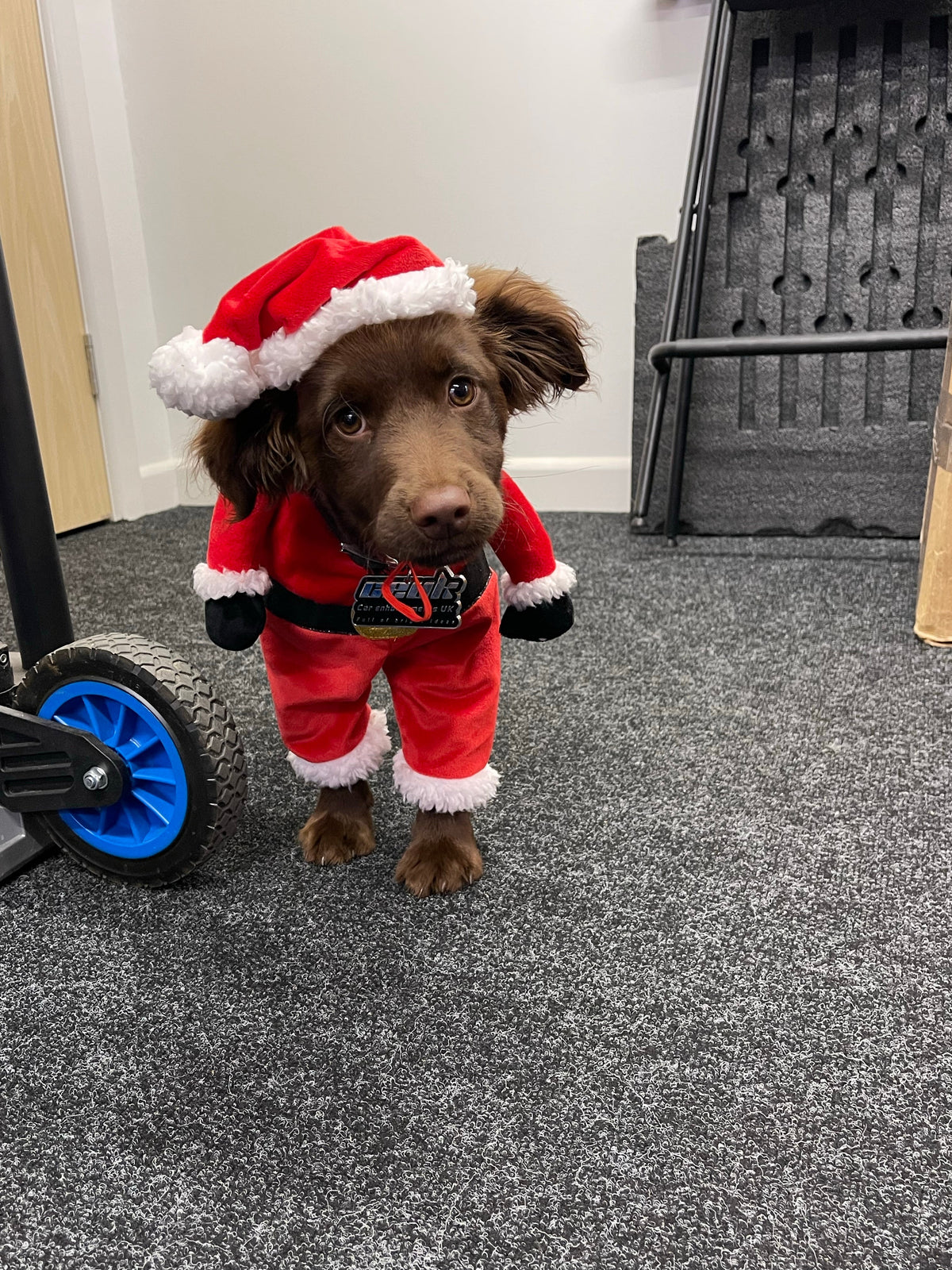 Festive Fudge Dog Air Freshener – Christmas Edition | CEUK