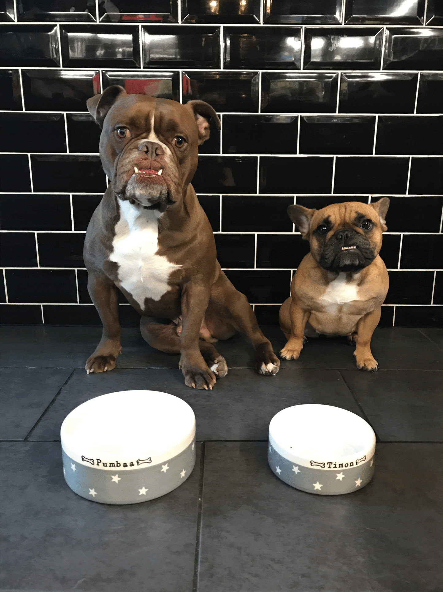 Medium Dog Bowls